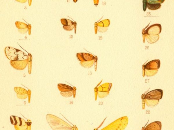 Historic archival illustrations of Arctiinae