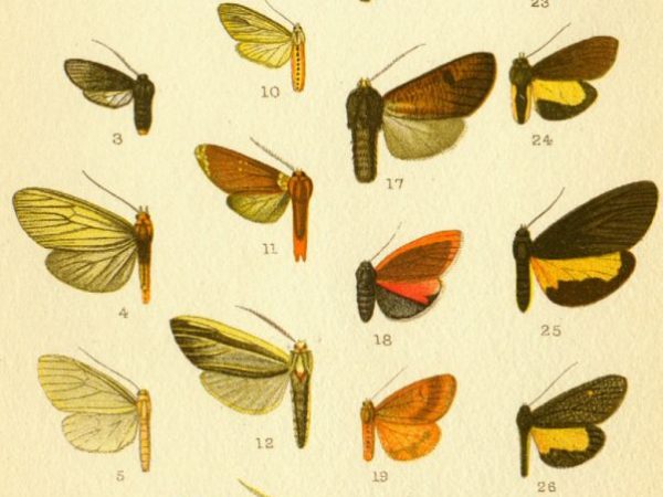 Historic archival illustrations of Arctiinae