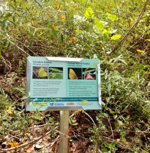 a sign by a plant explains what butterflies can be found on the plant