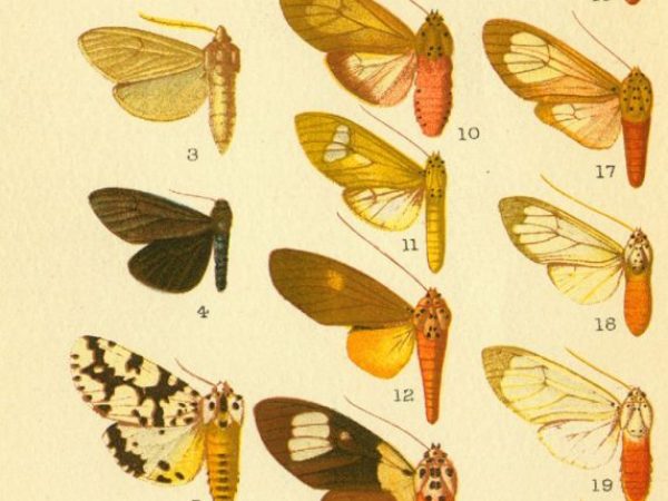 Historic archival illustrations of Arctiinae