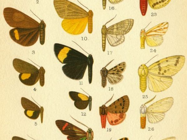 Historic archival illustrations of Arctiinae