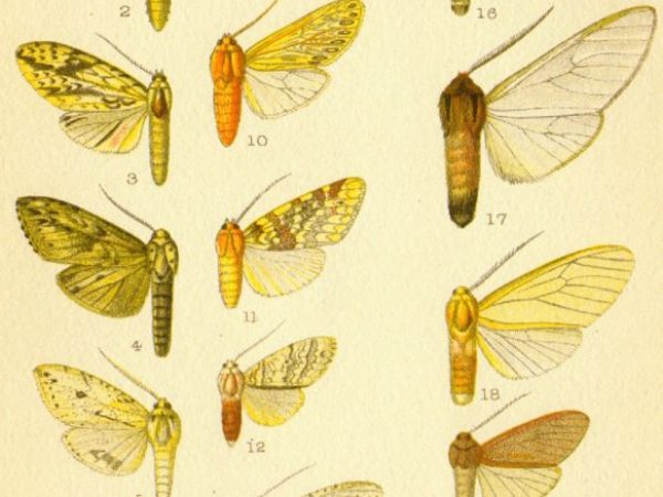 Historic archival illustrations of Arctiinae