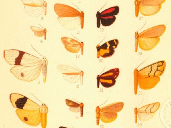 Historic archival illustrations of Arctiinae