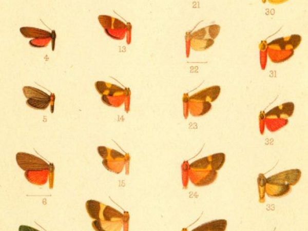 Historic archival illustrations of Arctiinae