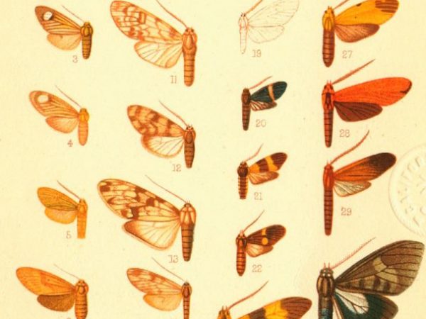 Historic archival illustrations of Arctiinae