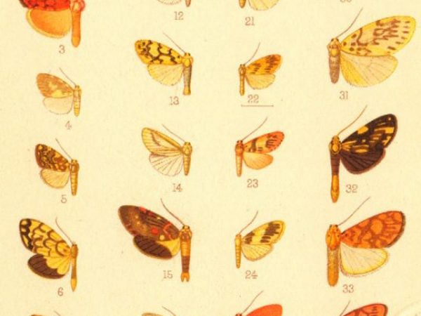 Historic archival illustrations of Arctiinae