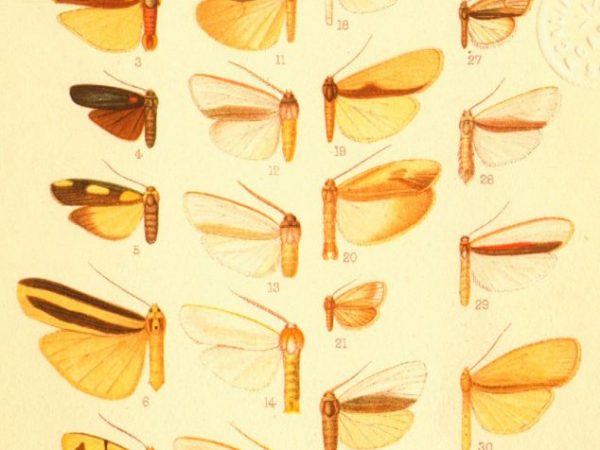 Historic archival illustrations of Arctiinae