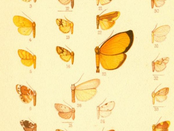 Historic archival illustrations of Arctiinae