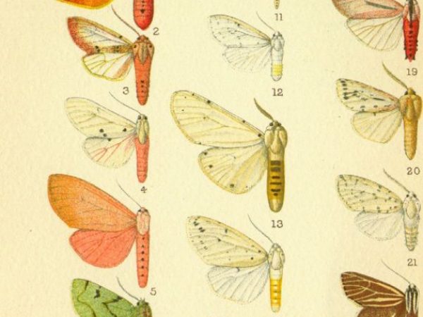 Historic archival illustrations of Arctiinae