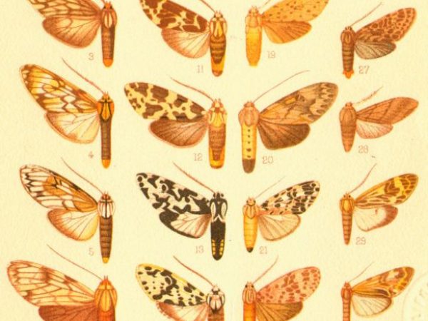 Historic archival illustrations of Arctiinae