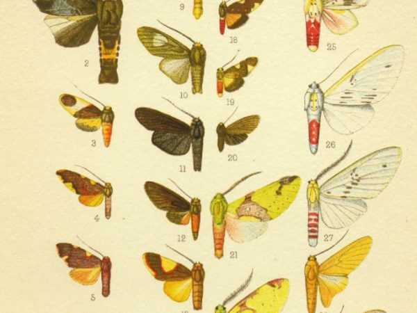 Historic archival illustrations of Arctiinae