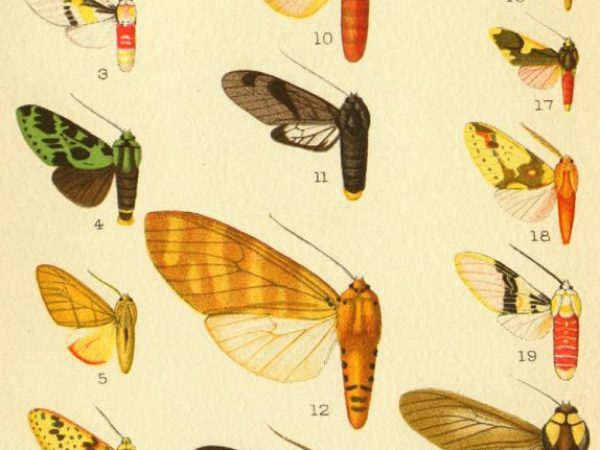 Historic archival illustrations of Arctiinae