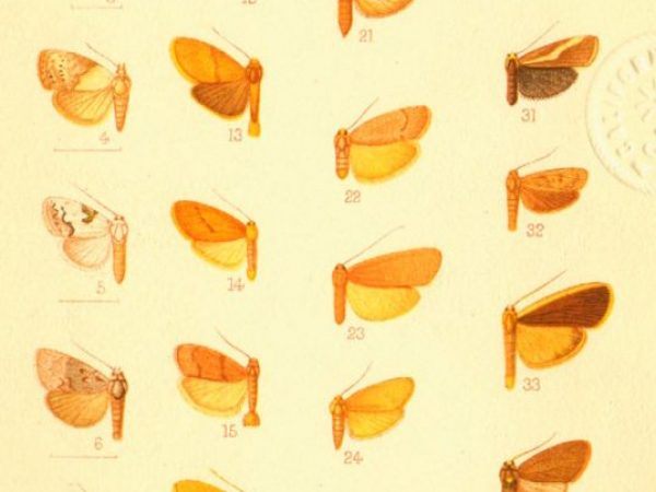 Historic archival illustrations of Arctiinae