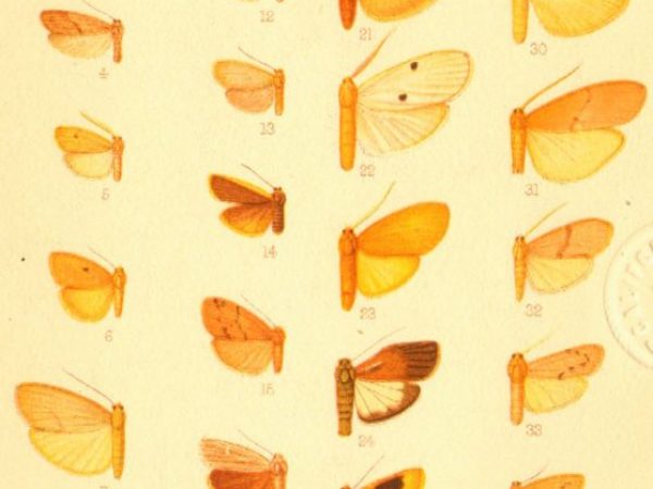 Historic archival illustrations of Arctiinae