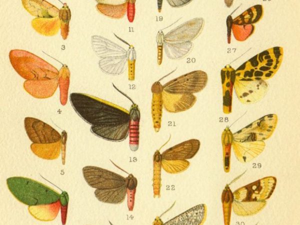 Historic archival illustrations of Arctiinae