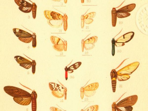 Historic archival illustrations of Arctiinae