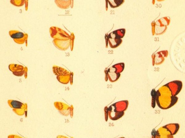 Historic archival illustrations of Arctiinae