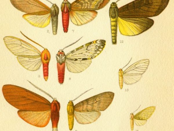 Historic archival illustrations of Arctiinae