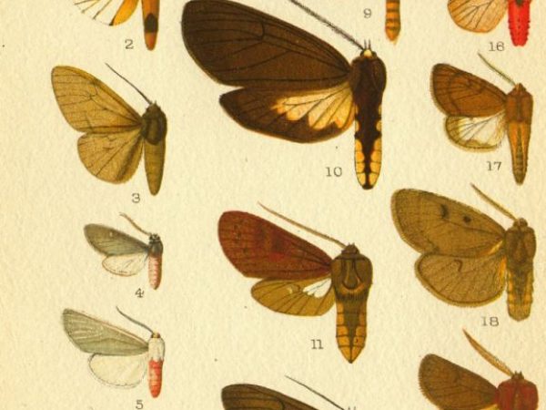 Historic archival illustrations of Arctiinae