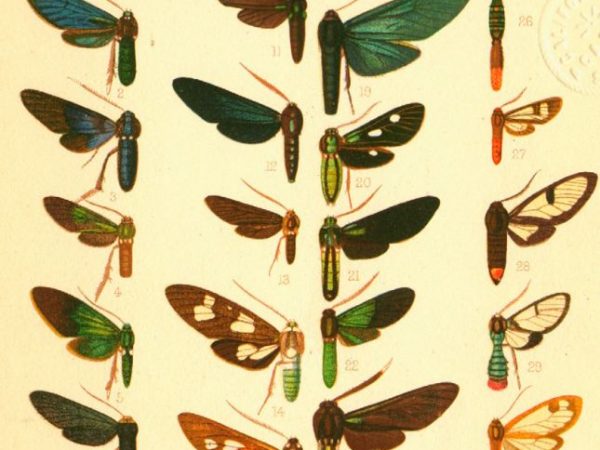 Historic archival illustrations of Arctiinae