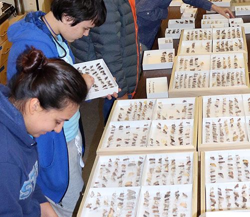 High school students looking at trays of pinned butterflies