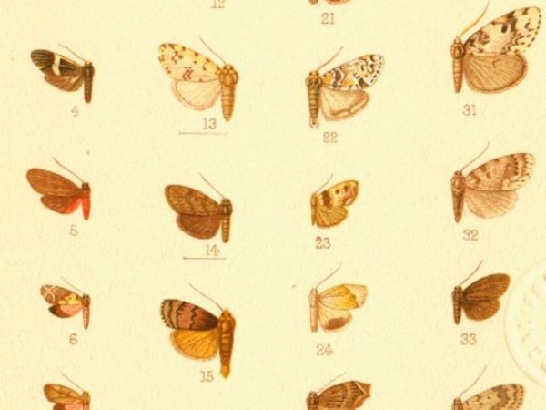 Historic archival illustrations of Arctiinae