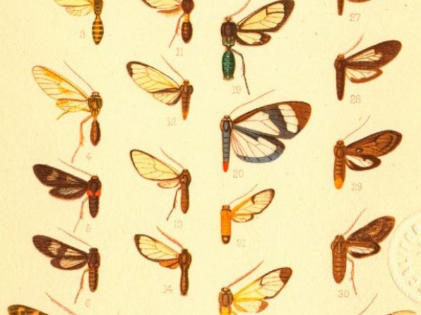 Historic archival illustrations of Arctiinae