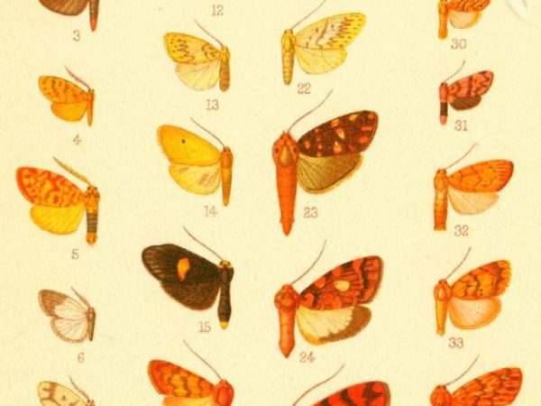 Historic archival illustrations of Arctiinae