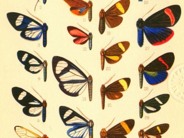 Historic archival illustrations of Arctiinae