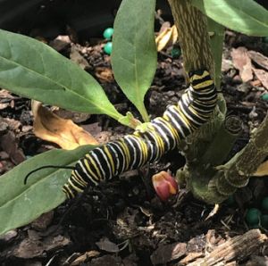 black, white, and yellow striped caterpillar