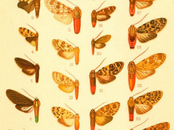 Historic archival illustrations of Arctiinae