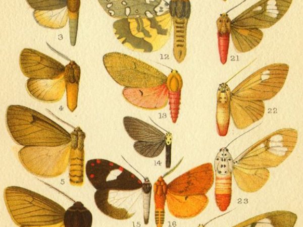 Historic archival illustrations of Arctiinae