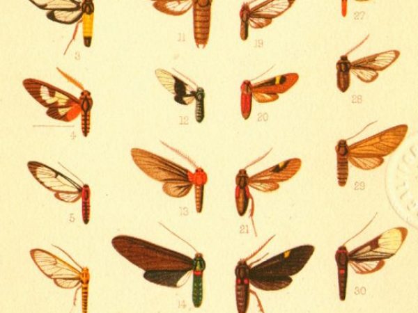 Historic archival illustrations of Arctiinae