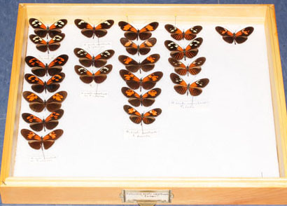butterfly specimens