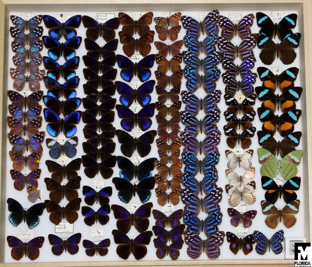 butterfly specimens