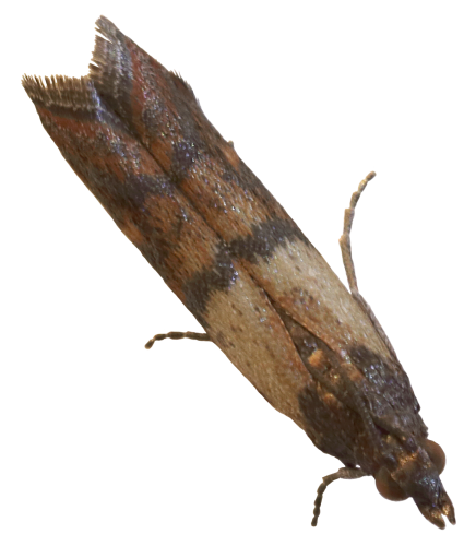 Picture of live adult moth