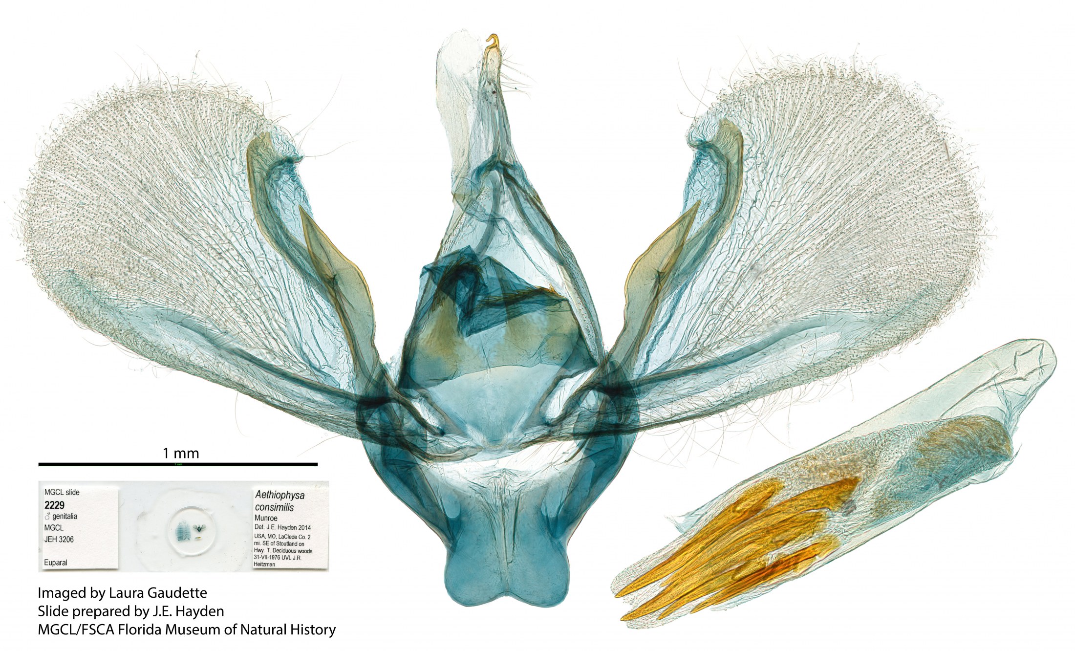 Picture of moth reproductive structures