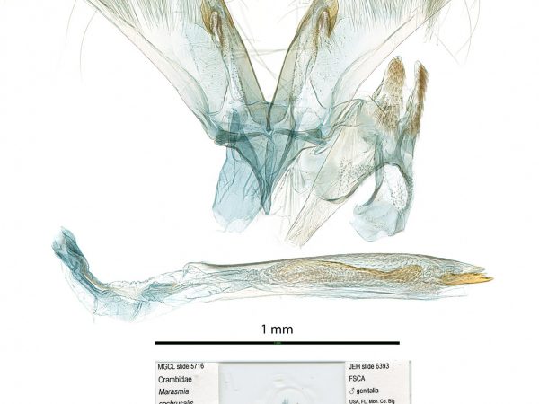 moth genitalia