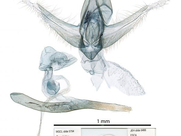 moth genitalia