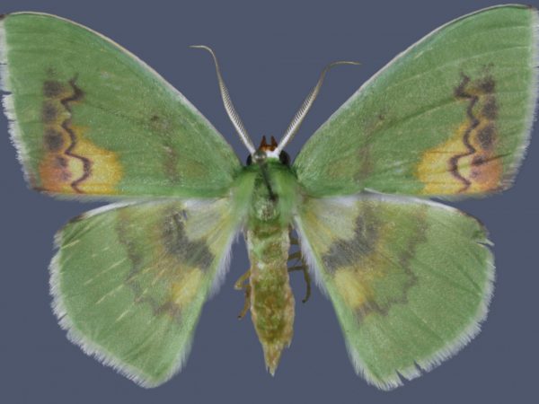 Picture of a green moth