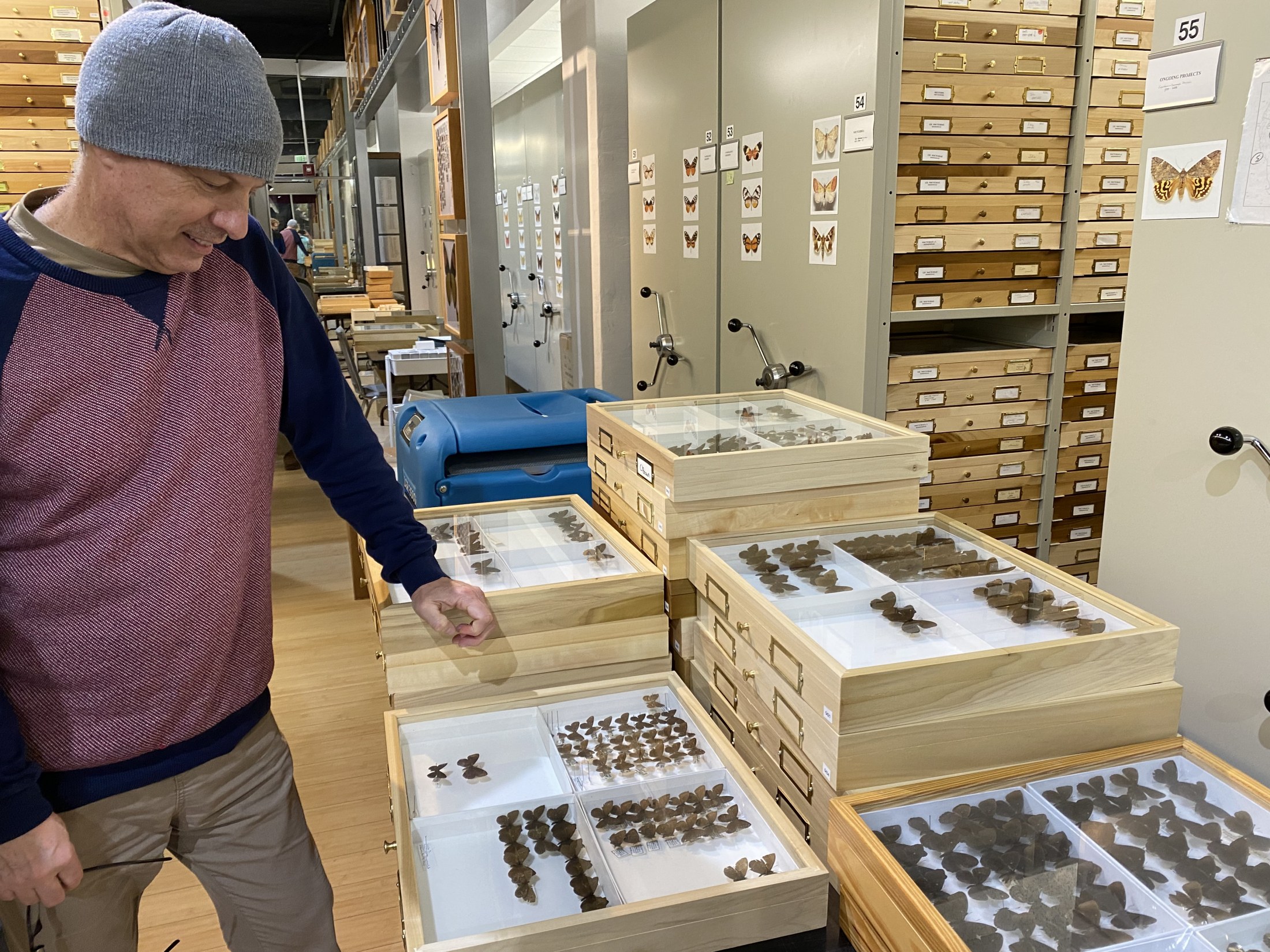 Man viewing butterflies in glass topped cases.