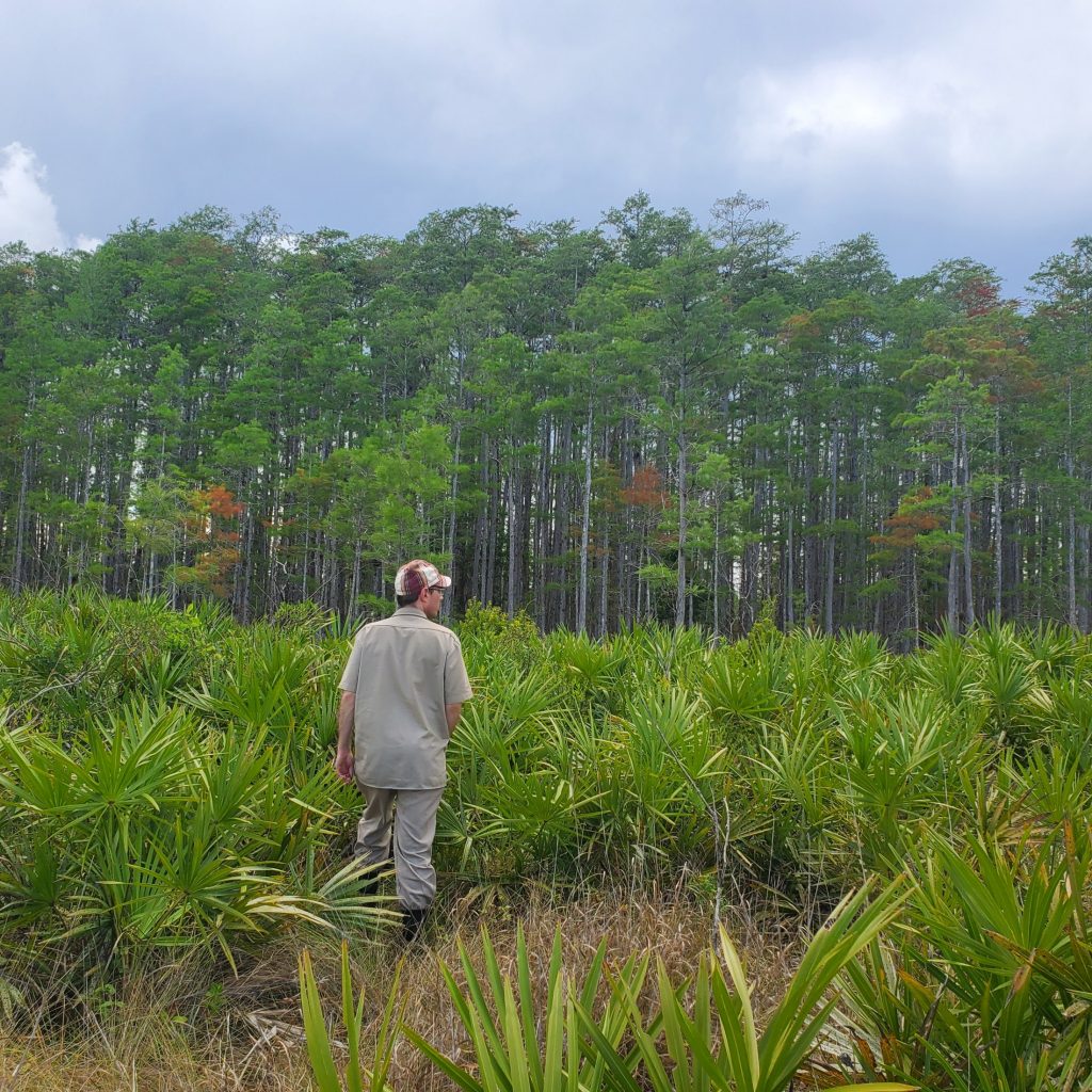 Picture of man walking in palmettos near cypress dome.