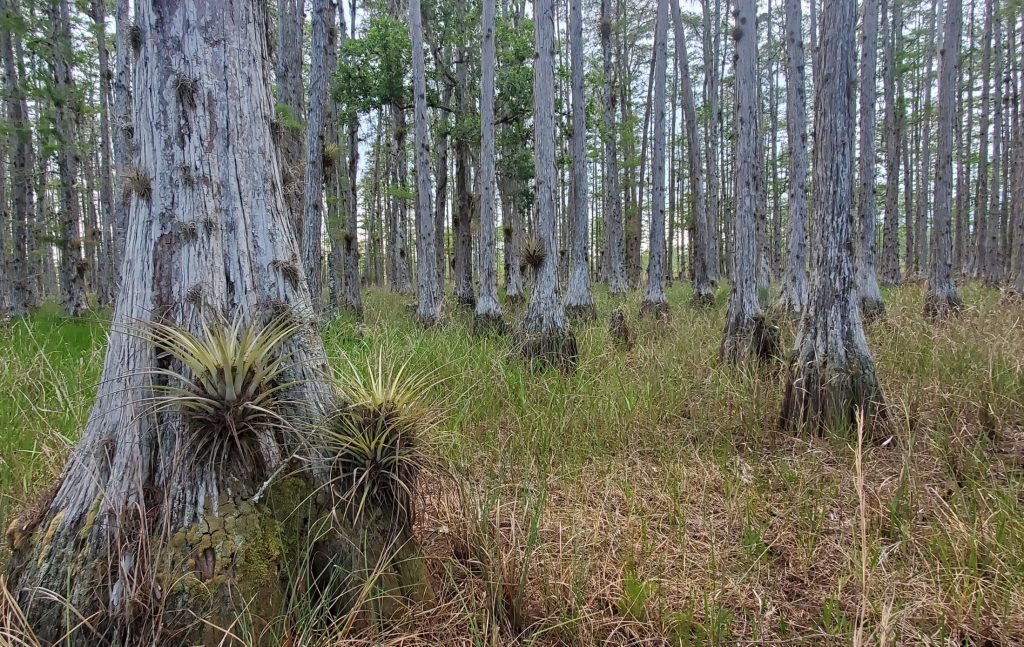 Picture of cypress habitat