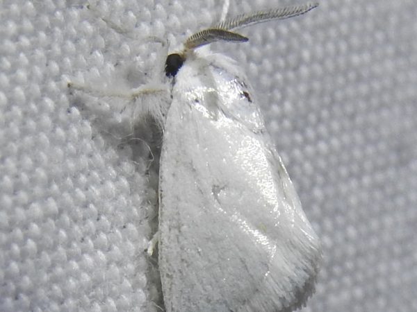 Picture of a moth