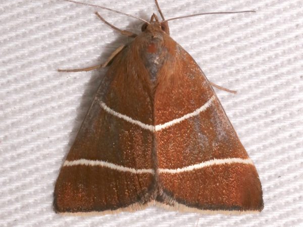 Picture of a moth