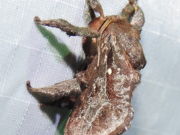 Picture of a moth.