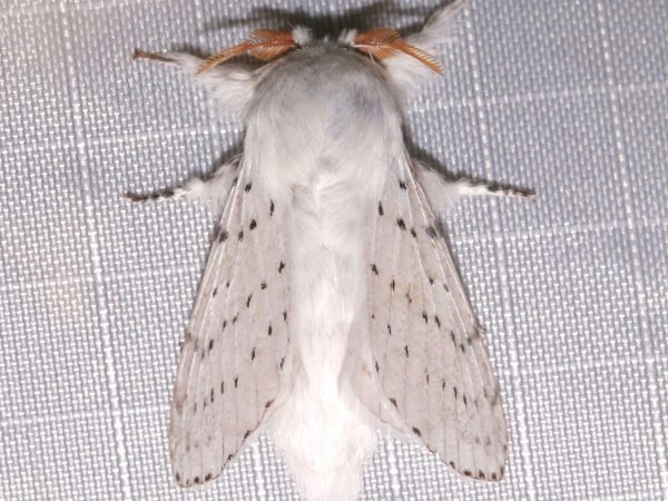 Picture of a moth