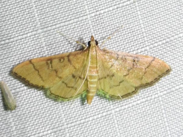 Picture of moth