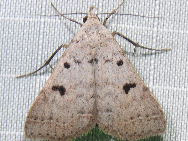 Picture of a moth