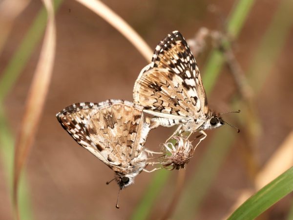 Picture of mating butterflies